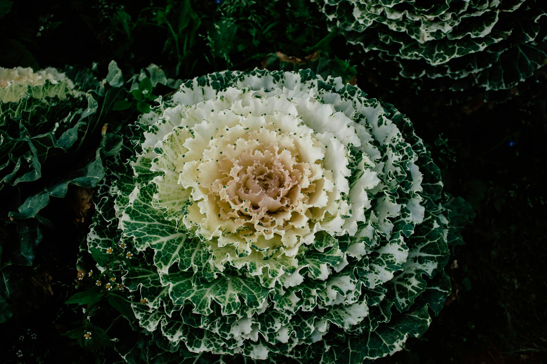 Záhradná kompozícia s okrasnými rastlinami